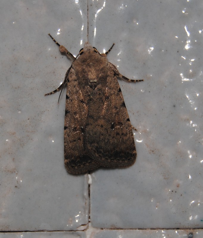 Altra Id. Noctuidae